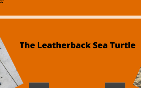 Leatherback Sea Turtle by Jared Horton on Prezi