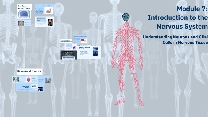 Module 6: Introduction to the Nervous System by olivia keglet on Prezi