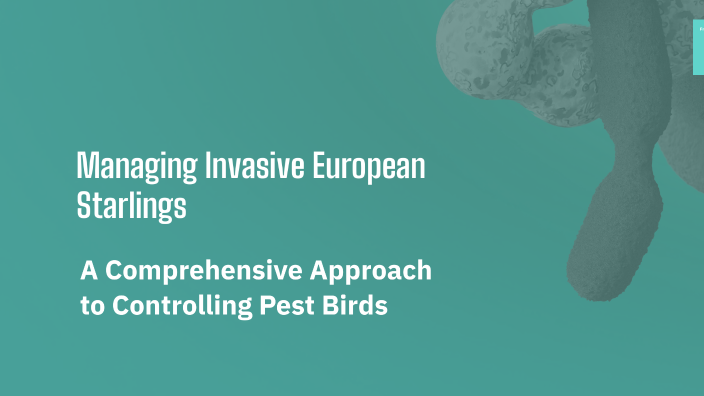Managing Invasive European Starlings by Shelly Mongina on Prezi