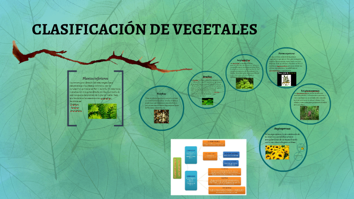 Clasificación De Los Vegetales By Nely Casillas On Prezi 1651