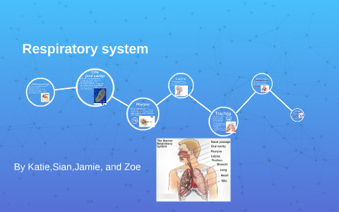 respiratory system by katie carleton on Prezi
