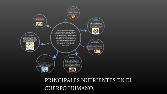 Principales Nutrientes En El Cuerpo Humano By Laura Daniela Moreno Nieto 9267