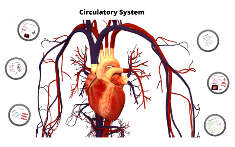 Circulatory System (in progress) by Jared Bourget