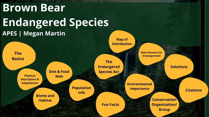 Brown Bear Endangered Species by Megan Martin on Prezi
