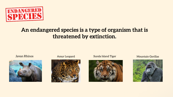 endangered species by sowada almansoori on Prezi
