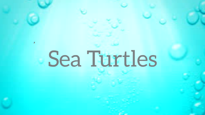 SEA TURTLES by Elizabeth Zapata-Cothran on Prezi