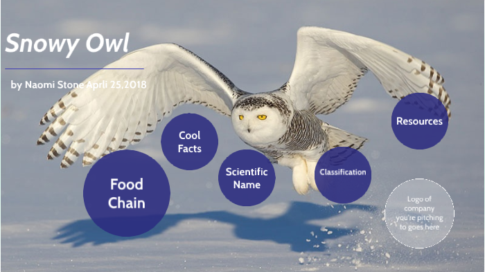 snowy owl food web