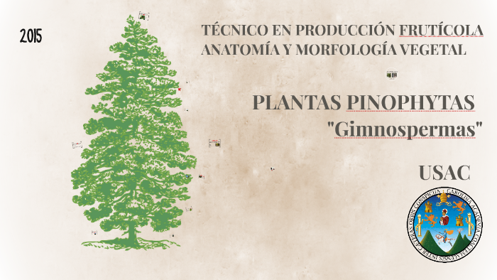 Plantas Pinophyta By Christian Sosa On Prezi 1578