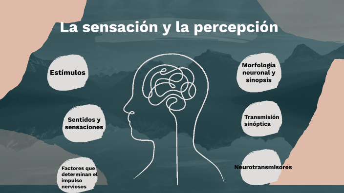 La sensación y la percepción by Vanesa Bitoleanu on Prezi