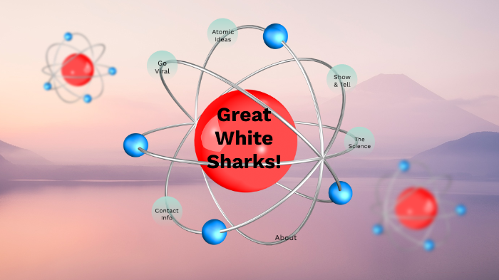 The food web of a Great White Shark by Malley Main on Prezi