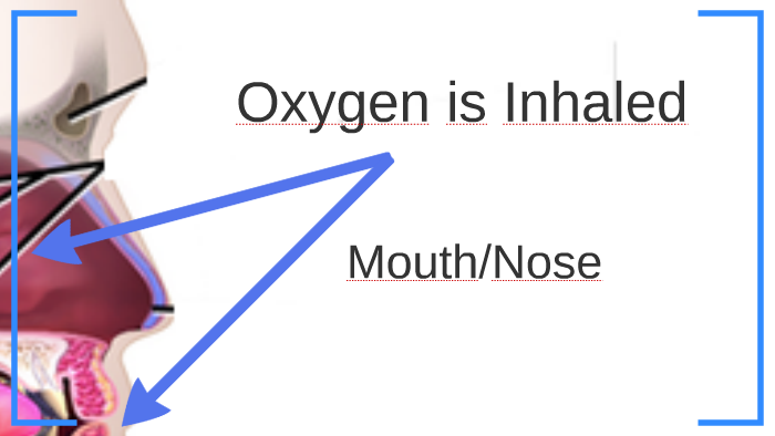 Oxygen is Inhaled by Mariana Curic