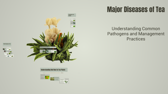 Tea Pathogens Major Diseases of Tea by S.M. Shafi on Prezi