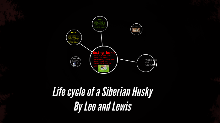 Life Cycle Of A Siberian Husky By Helen Clifford