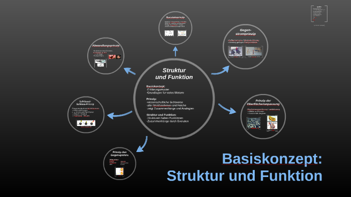 Basiskonzept Struktur Und Funktion Struktur Und Funktion Biologie - Captions Ideas