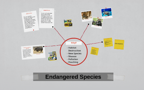 Endangered Species by Alex Dailey on Prezi