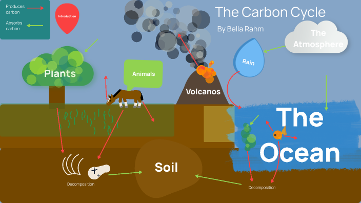 The Carbon Cycle (Marine Science Unit 4 Activity) by Annabella Stewart ...