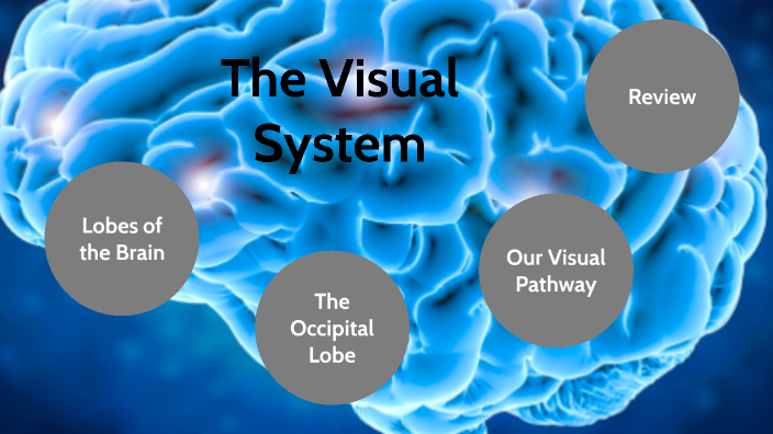 The Visual System by Alexa Foster on Prezi