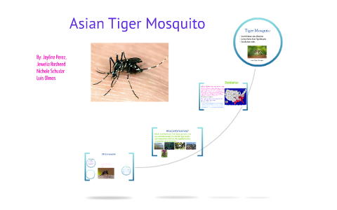 Asian Tiger Mosquito By Jayline Perez On Prezi