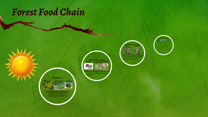 Forest Ecosystem Food Chain by Iker Cerda on Prezi Biology Diagrams
