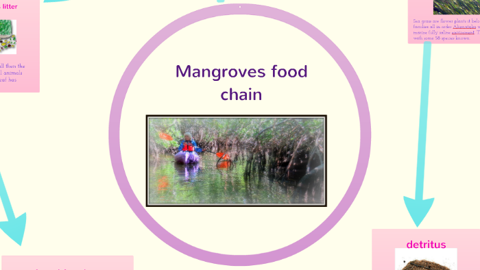 Mangrove food chain by Sana Fukumoto on Prezi Biology Diagrams