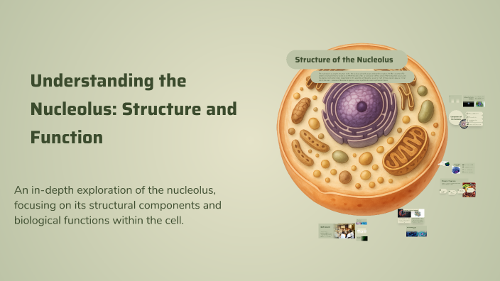 Understanding the Nucleolus: Structure and Function by Bhanu Verma on Prezi