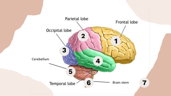 The Brain By Alice Rivetti On Prezi