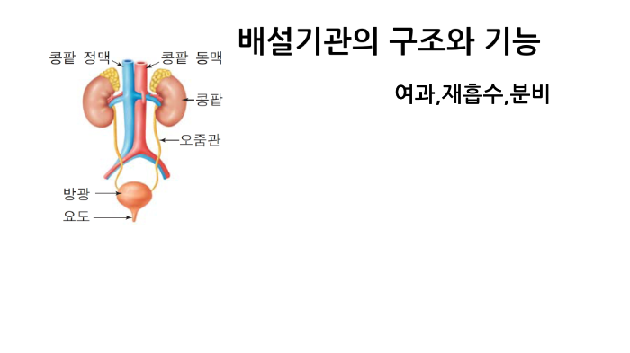 네프론 기능