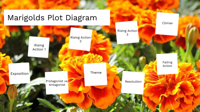 adrija-dasgupta-marigold-plot-diagram-by-adrija-dasgupta