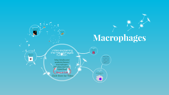 16 Period 7 Macrophage Cell By Molly B