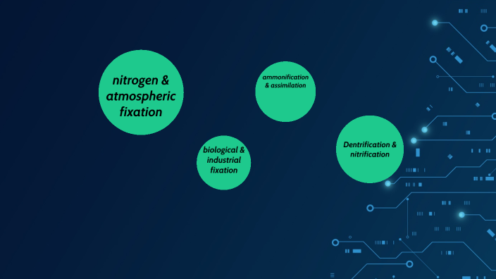 the nitrogen cycle by Dean Herrera on Prezi