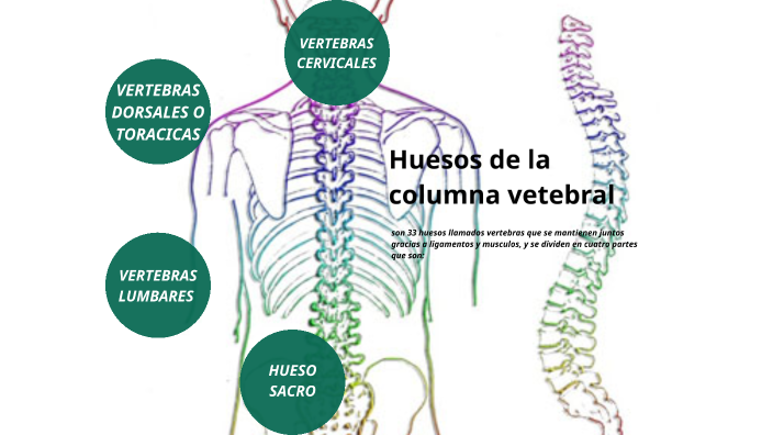 Huesos de la columna vertebral: Vídeo & Anatomía