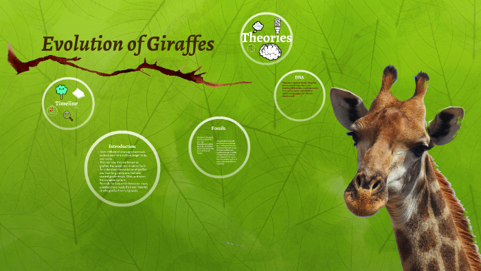 Giraffe Evolution Chart
