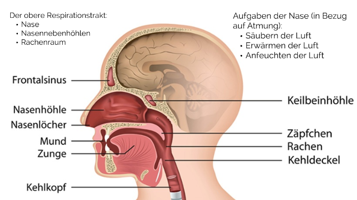 File:Anatomie obere Atemwege und Kehle.jpg - Wikimedia Commons