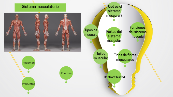 Sistema musculatorio by Luis Alberto Gómez Reséndiz on Prezi