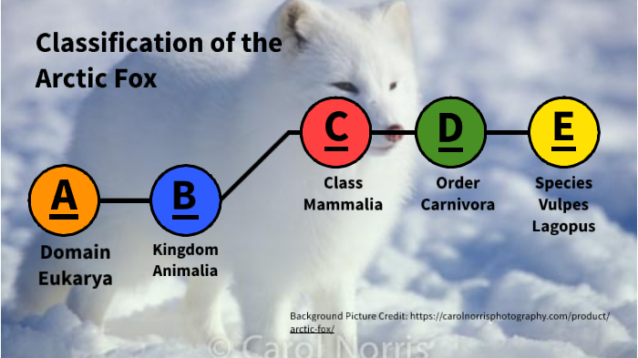 Classification of the Arctic Fox by Jackson Liu on Prezi