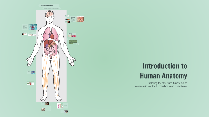 Introduction to Human Anatomy by Art on Prezi