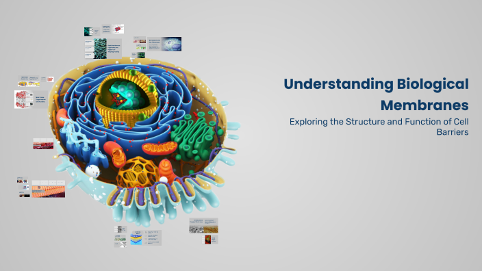 Understanding Biological Membranes by Lala Khalilova on Prezi