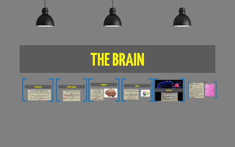 the brain by c p on Prezi