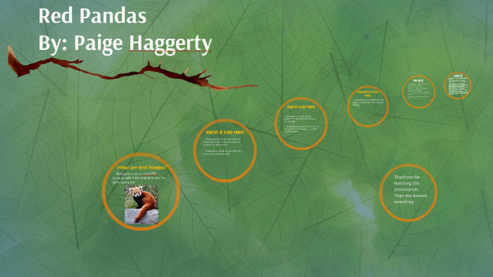 Red Panda`s by Paige Haggerty on Prezi