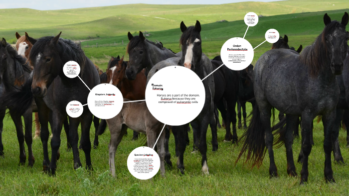 The Taxonomic Classification of a Horse by Claire Yegian on Prezi