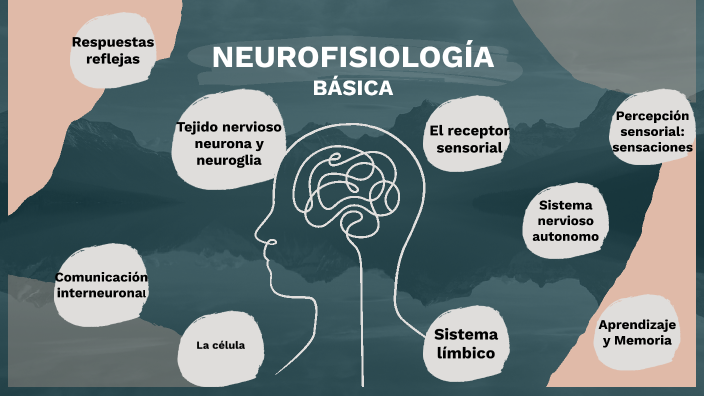 Neurofisiología Básica By Monica González Hernández On Prezi