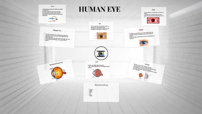 HUMAN EYE by cis year 6 on Prezi