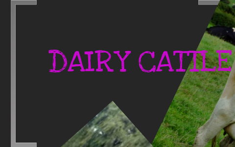 Dairy Cattle by Anna Reneau on Prezi
