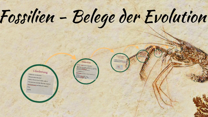 Fossilien Belege Der Evolution By Lina Zhang On Prezi Next