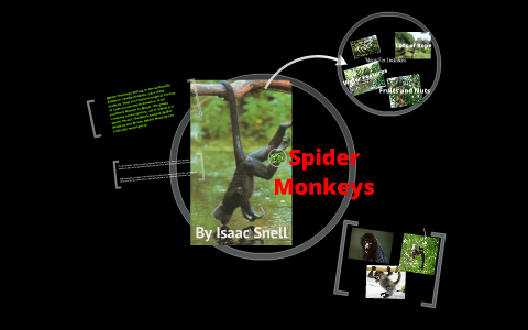 Spider Monkey Enclosure by Isaac Snell on Prezi