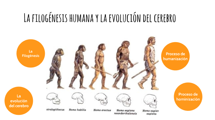 La Filogénesis Y La Evoución Del Cerebro Humano By Eva Sicilia On Prezi 8313