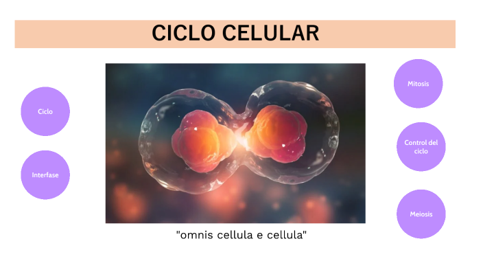 Ciclo Celular by on Prezi