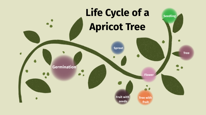 Life Cycle of a Apricot Tree by isaiah o