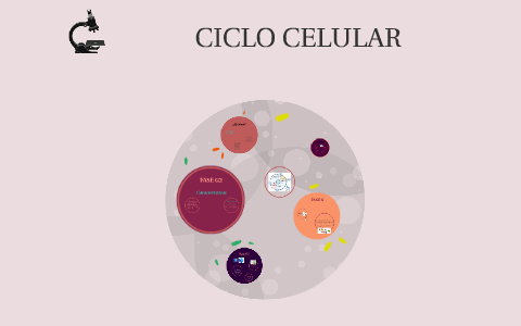 CICLO CELULAR by Andrea Morales on Prezi