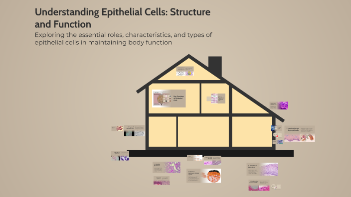 Understanding Epithelial Cells: Structure and Function by Jhade ...